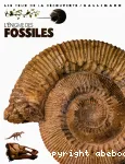 L'énigme des fossiles